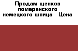 Продам щенков померанского,немецкого шпица › Цена ­ 15 000 - Архангельская обл., Архангельск г. Животные и растения » Собаки   